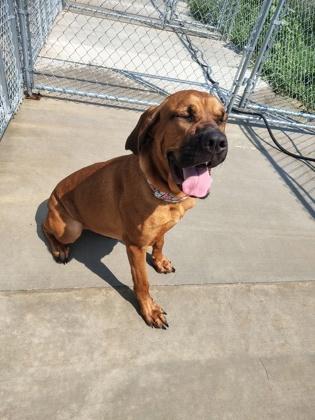 Enlarge Voodoo, a Adoptable mixed breed in Aberdeen, SD image 1/3