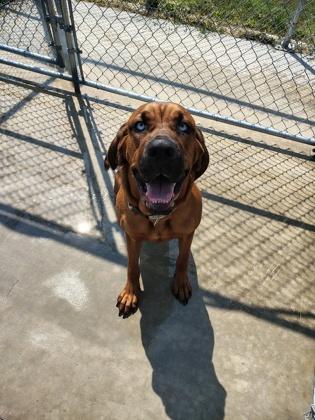 Enlarge Voodoo, a Adoptable mixed breed in Aberdeen, SD image 2/3