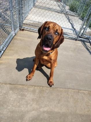 Enlarge Voodoo, a Adoptable mixed breed in Aberdeen, SD image 3/3