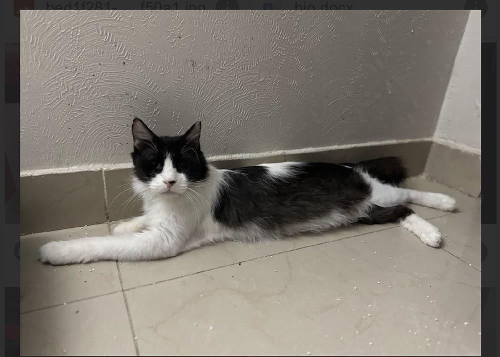 Moony, Adoptable, Young Female Domestic Long Hair & Norwegian Forest Cat.