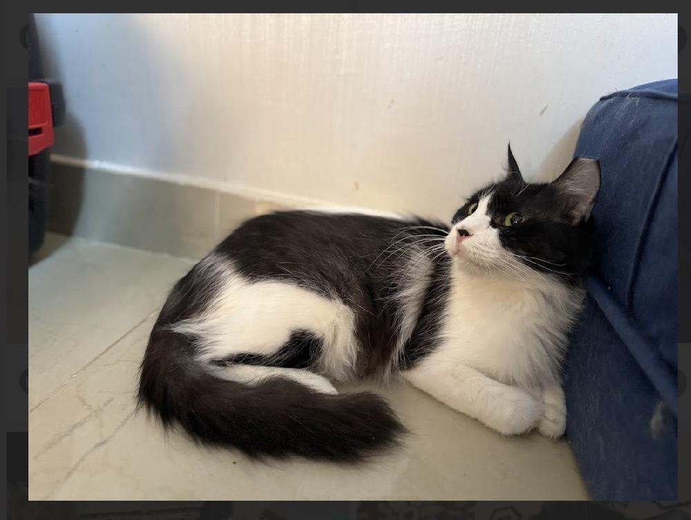 Enlarge Moony, a Adoptable mixed breed in Randolph, MA image 3/3