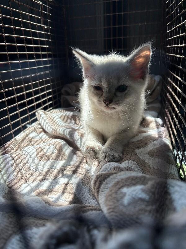 Mercury, Adoptable, Young Female Domestic Medium Hair.