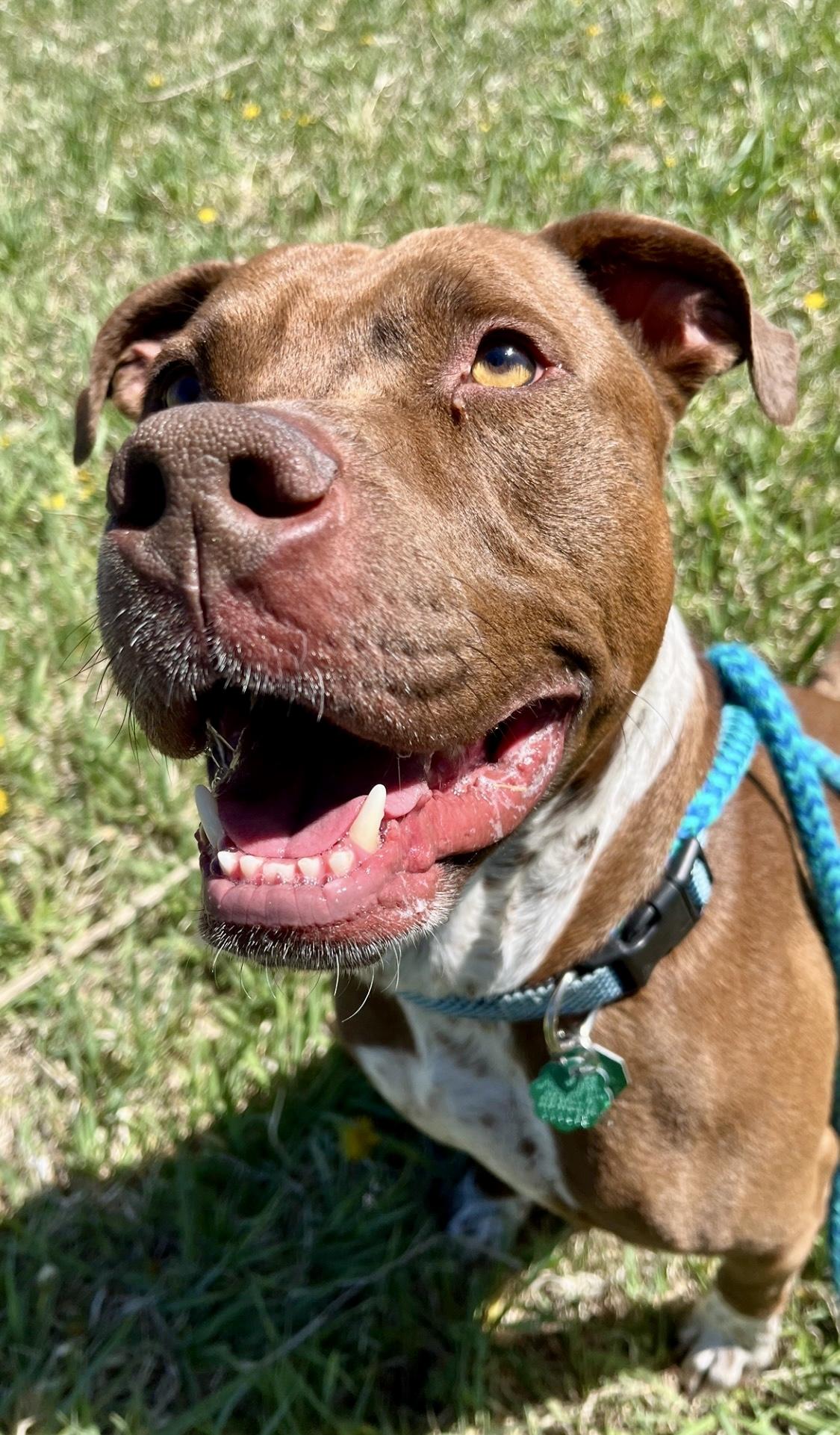 Cheech, an adoptable mixed breed in Rapid City, SD image 3/6