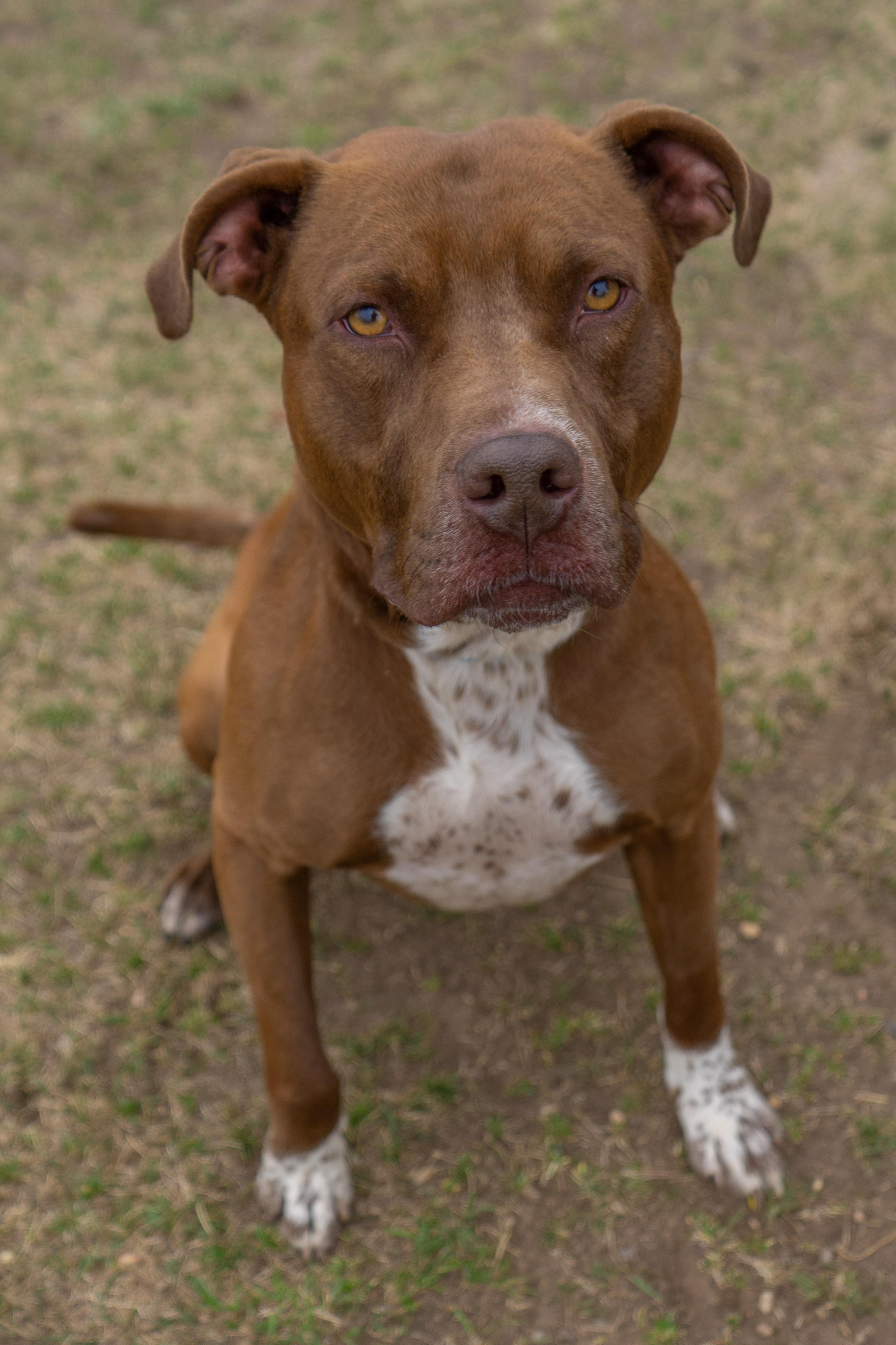 Cheech, an adoptable mixed breed in Rapid City, SD image 5/6
