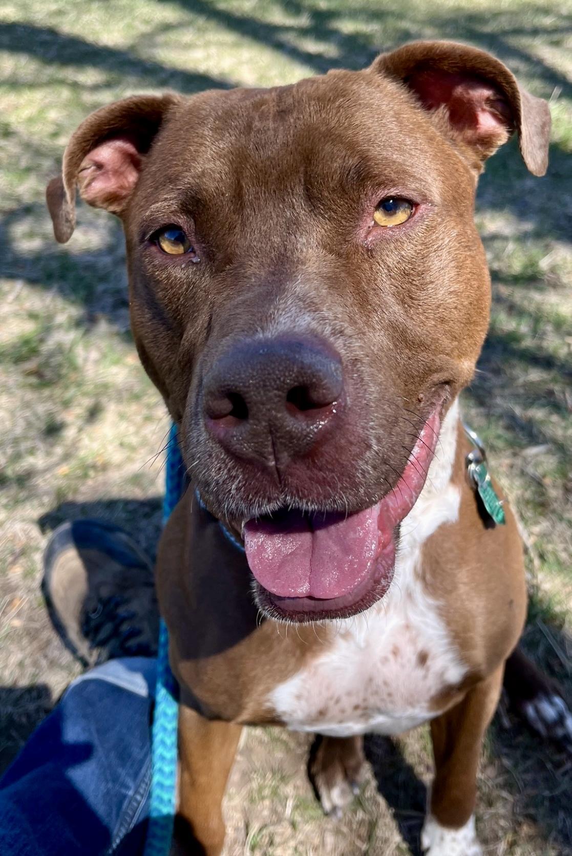 Cheech, an adoptable mixed breed in Rapid City, SD image 6/6