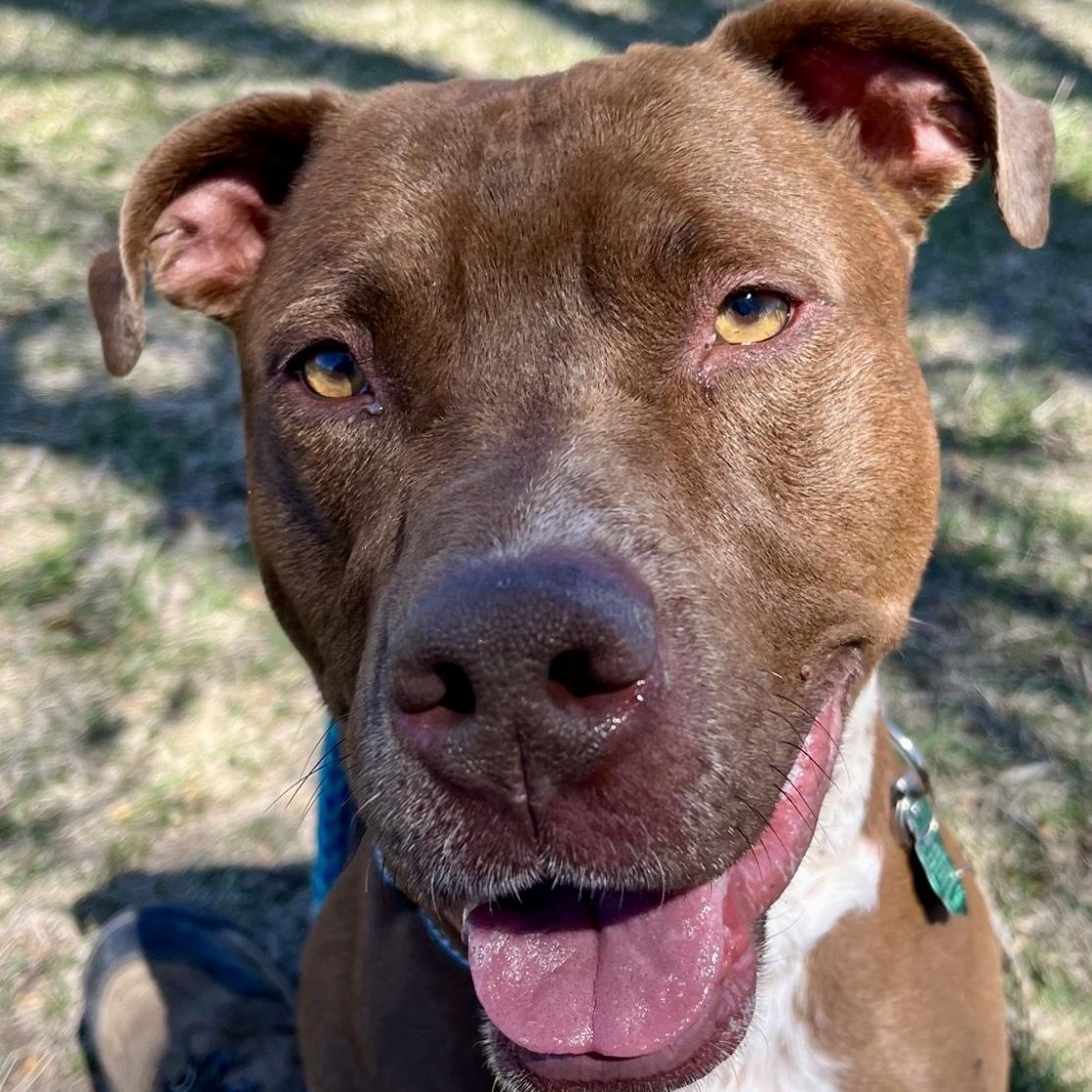 Cheech, adoptable, Adult Male Terrier.