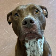 Cheech, an adoptable mixed breed in Rapid City, SD image 4/6