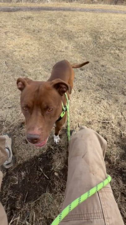 Enlarge Cheech, an adoptable mixed breed in Rapid City, SD video 2/6