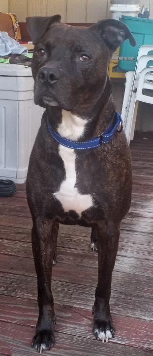 Enlarge Pawlie, a Adoptable mixed breed in Buffalo, NY image 4/6