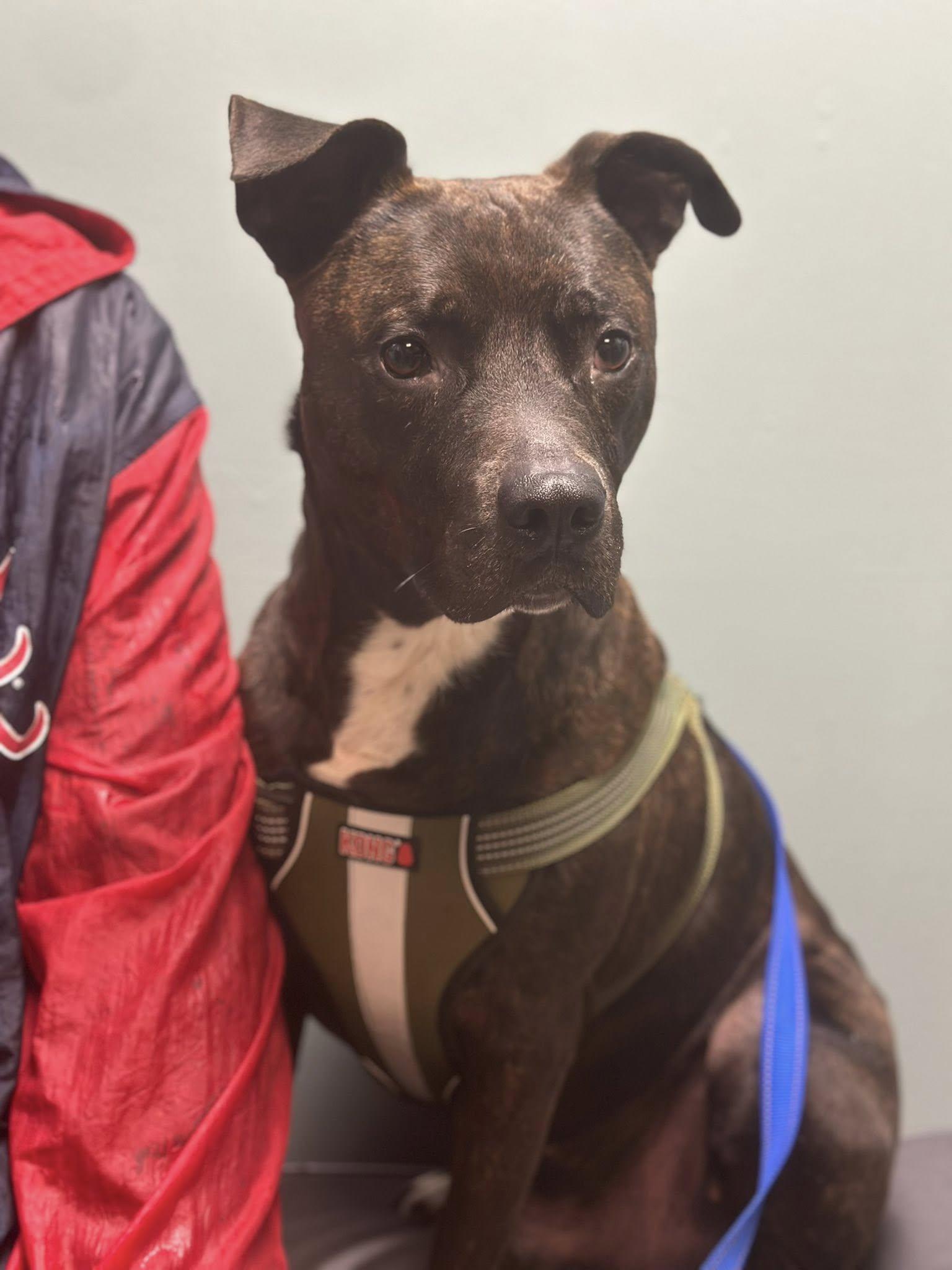 Enlarge Pawlie, a Adoptable mixed breed in Buffalo, NY image 6/6