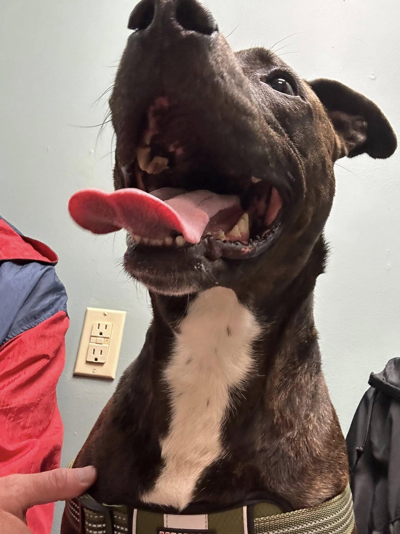 Enlarge Pawlie, a Adoptable mixed breed in Buffalo, NY image 2/6