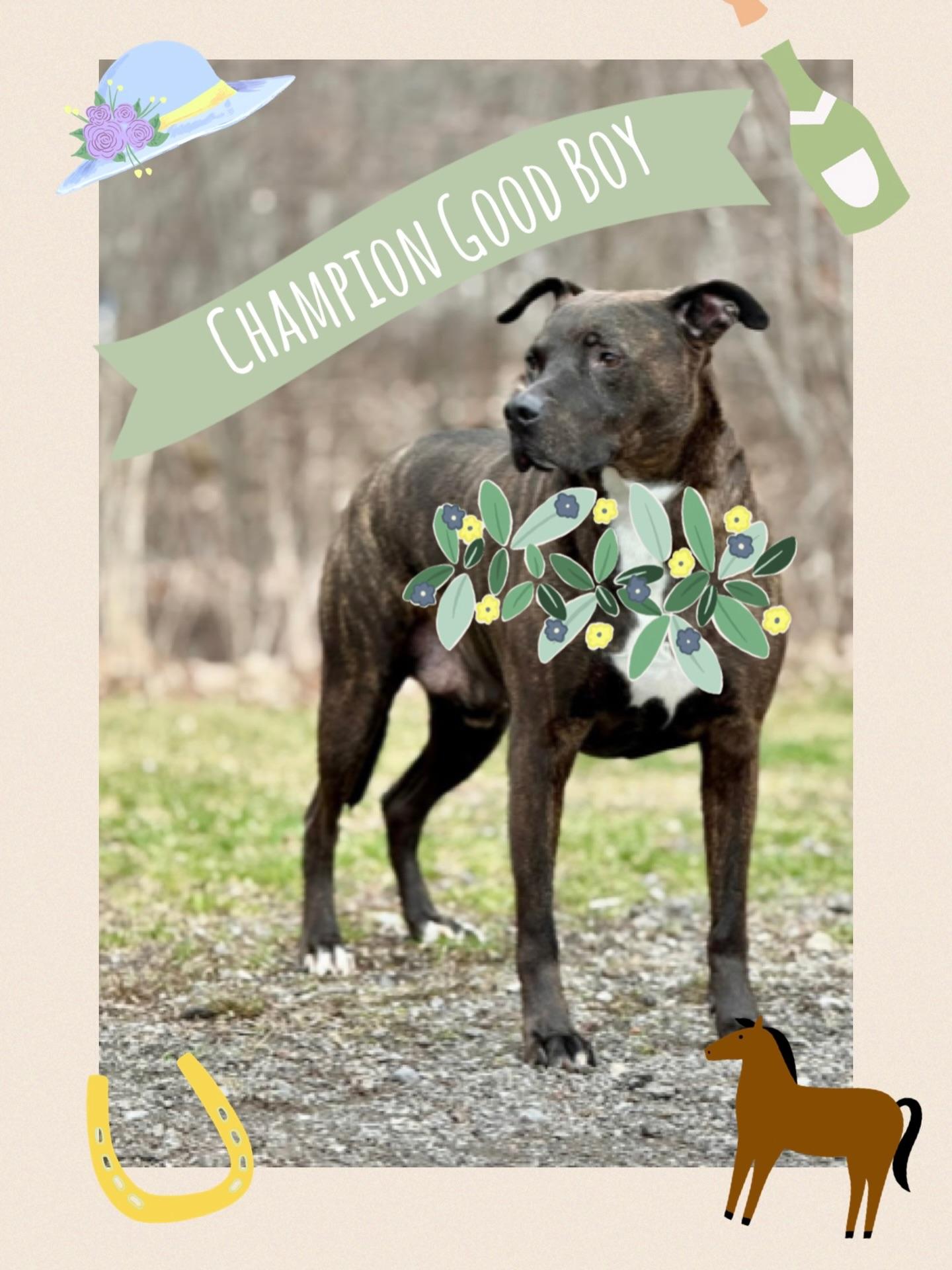 Pawlie, a Adoptable mixed breed in Buffalo, NY image 2/6