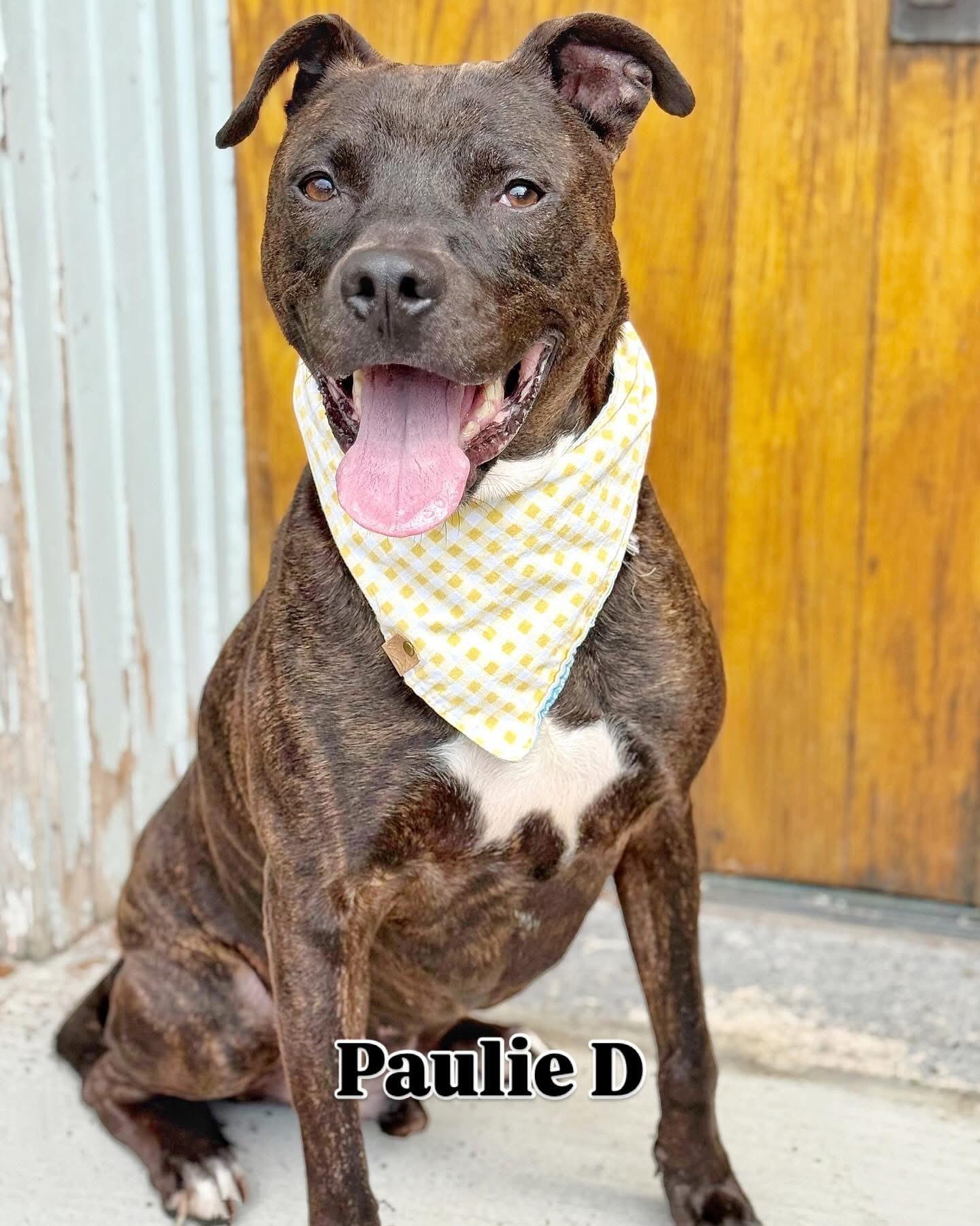 Pawlie, Adoptable, Adult Male Pit Bull Terrier & Mixed Breed.