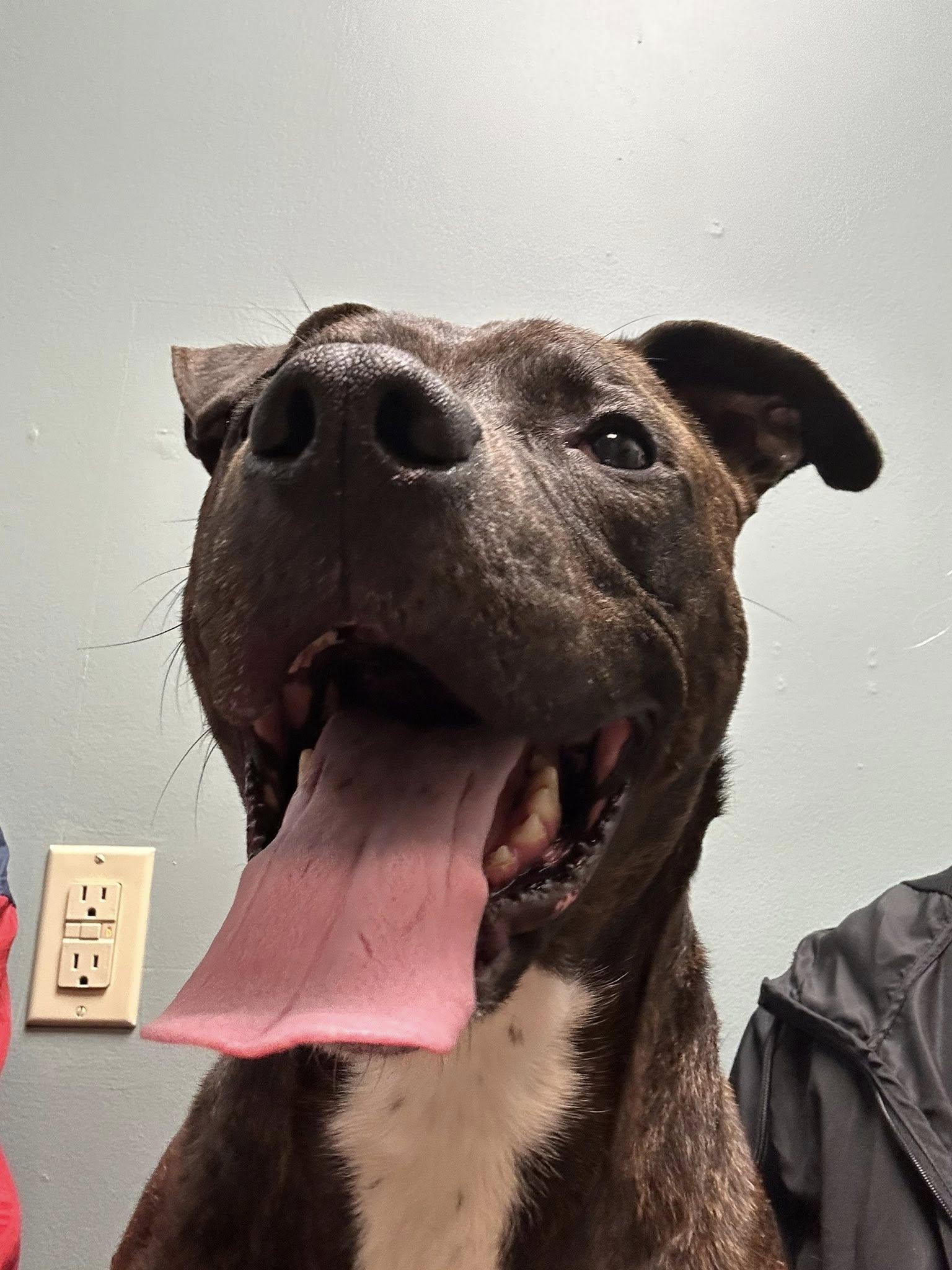 Enlarge Pawlie, a Adoptable mixed breed in Buffalo, NY image 5/6