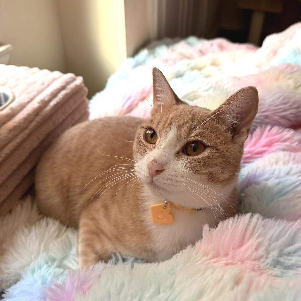 Queso, Adoptable, Young Male Domestic Short Hair.