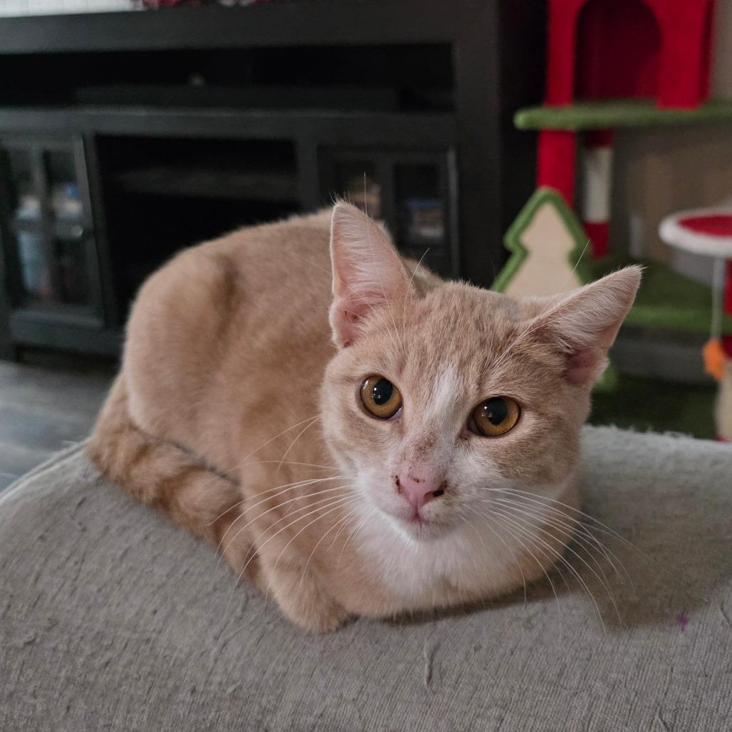 Queso, a Adoptable Domestic Short Hair in Fort Worth, TX image 2/5