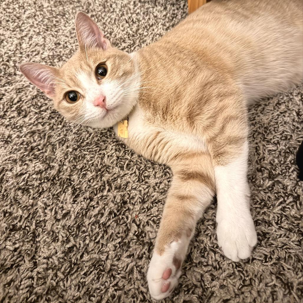 Queso, a Adoptable Domestic Short Hair in Fort Worth, TX image 3/5