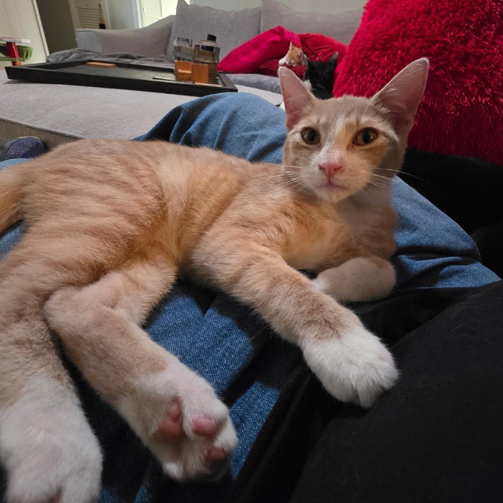 Queso, a Adoptable Domestic Short Hair in Fort Worth, TX image 4/5