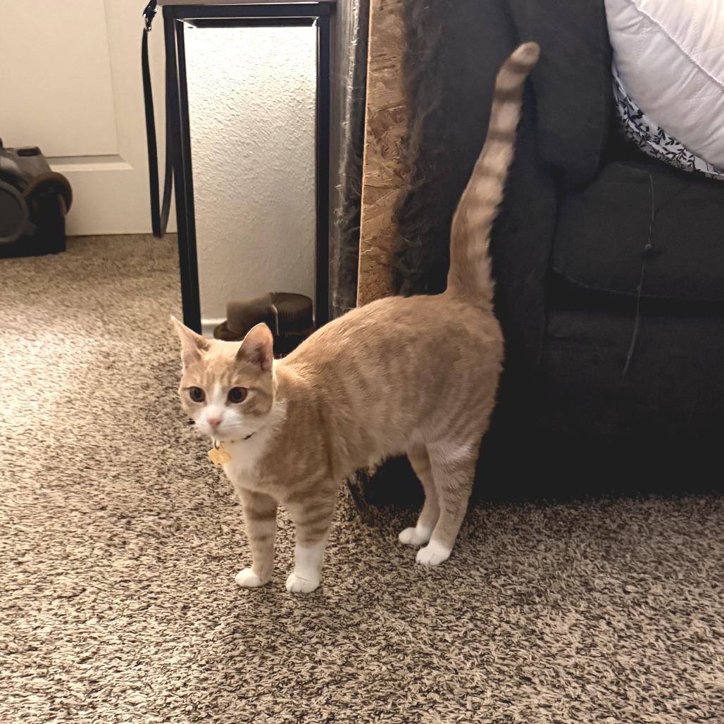 Queso, a Adoptable Domestic Short Hair in Fort Worth, TX image 5/5