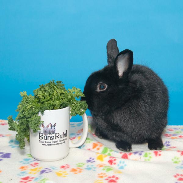 Enlarge Jazz, a Adoptable Bunny Rabbit in Whittaker, MI image 5/5