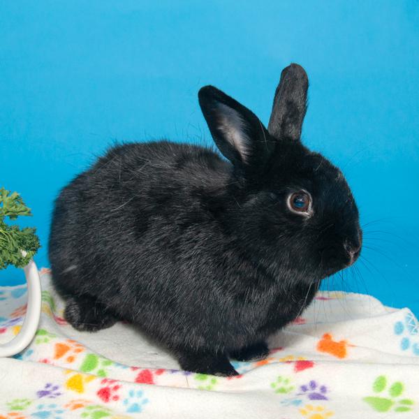 Enlarge Jazz, a Adoptable Bunny Rabbit in Whittaker, MI image 2/5