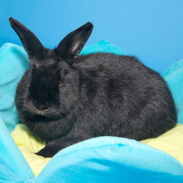 Enlarge Jazz, a Adoptable Bunny Rabbit in Whittaker, MI image 4/5