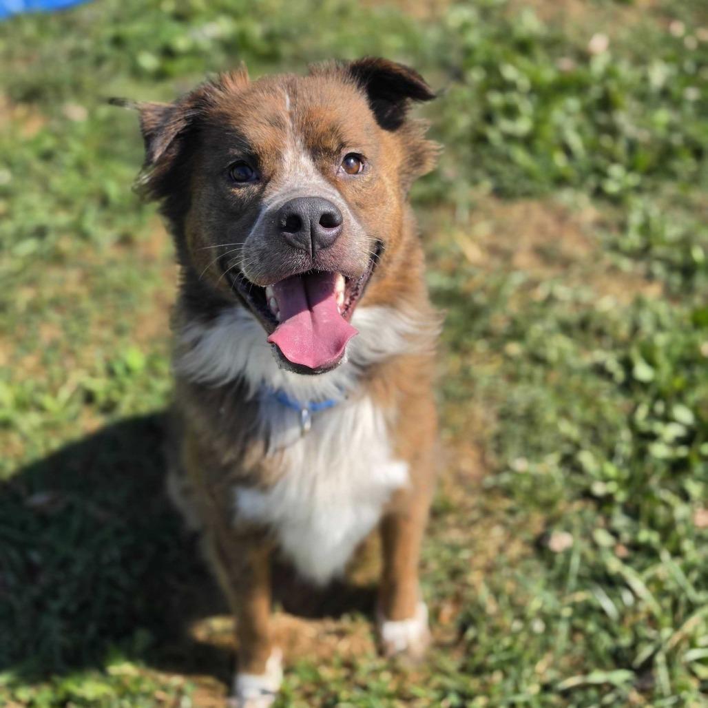 Bean, Adoptable, Senior Male Australian Shepherd & Mixed Breed.