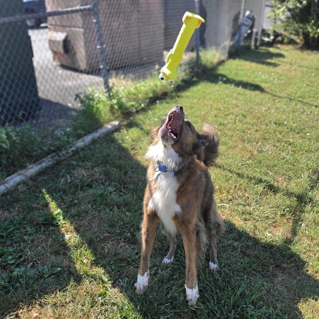 Enlarge Bean, a Adoptable mixed breed in Jefferson city, TN image 2/3