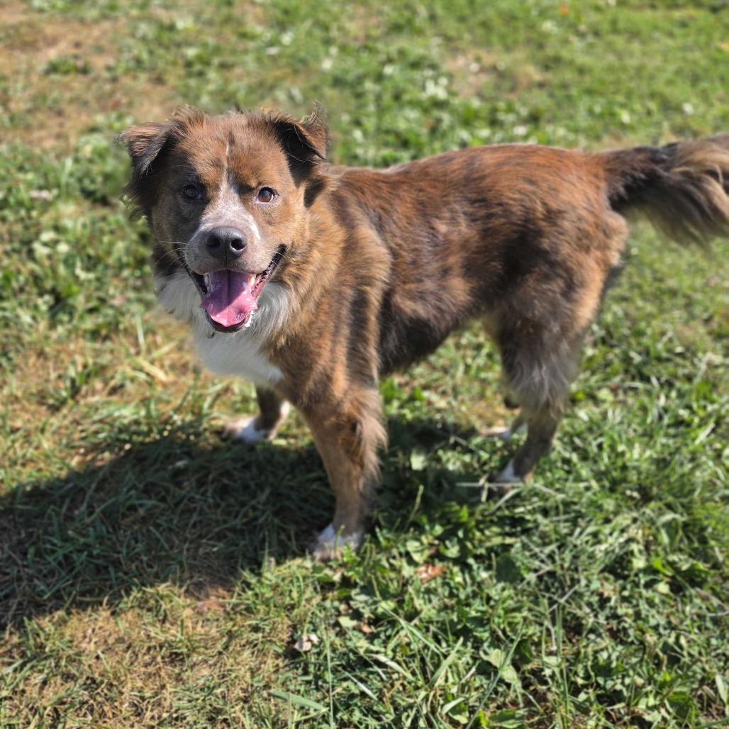 Enlarge Bean, a Adoptable mixed breed in Jefferson city, TN image 3/3