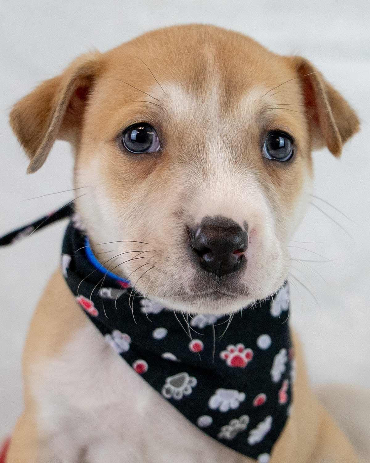 J.R., an adopted mixed breed in Kennesaw, GA image 1/6