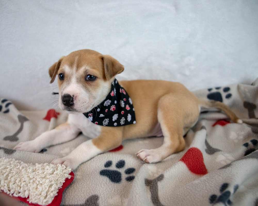 J.R., an adopted mixed breed in Kennesaw, GA image 2/6