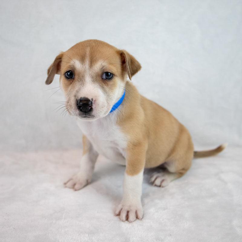 J.R., an adopted mixed breed in Kennesaw, GA image 6/6