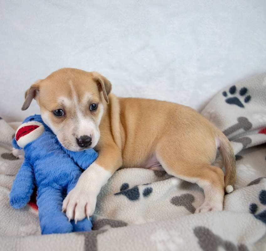 J.R., an adopted mixed breed in Kennesaw, GA image 5/6