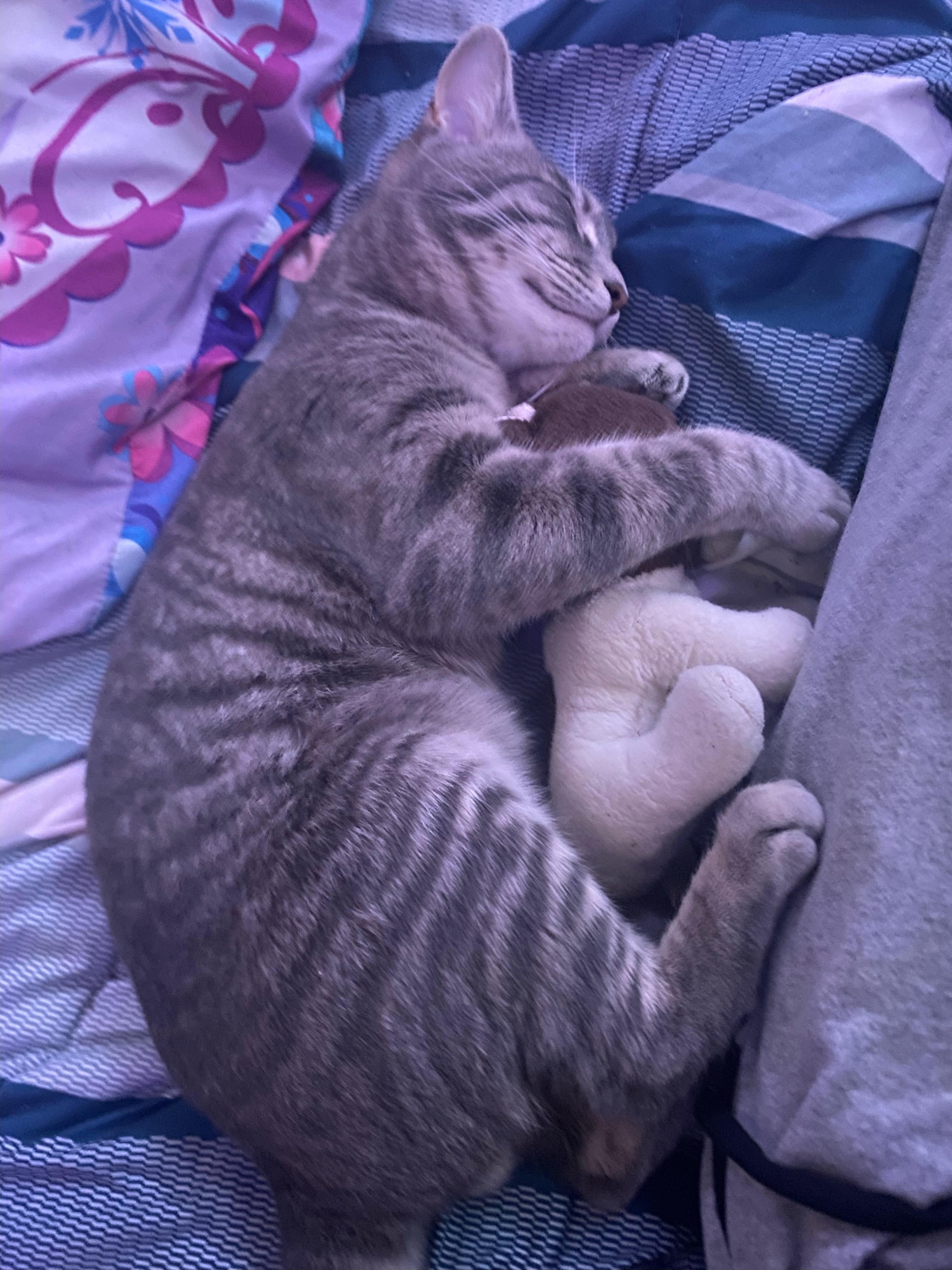 Enlarge Parker (snuggly silver fox), a Adoptable Domestic Short Hair in Houston, TX image 2/6