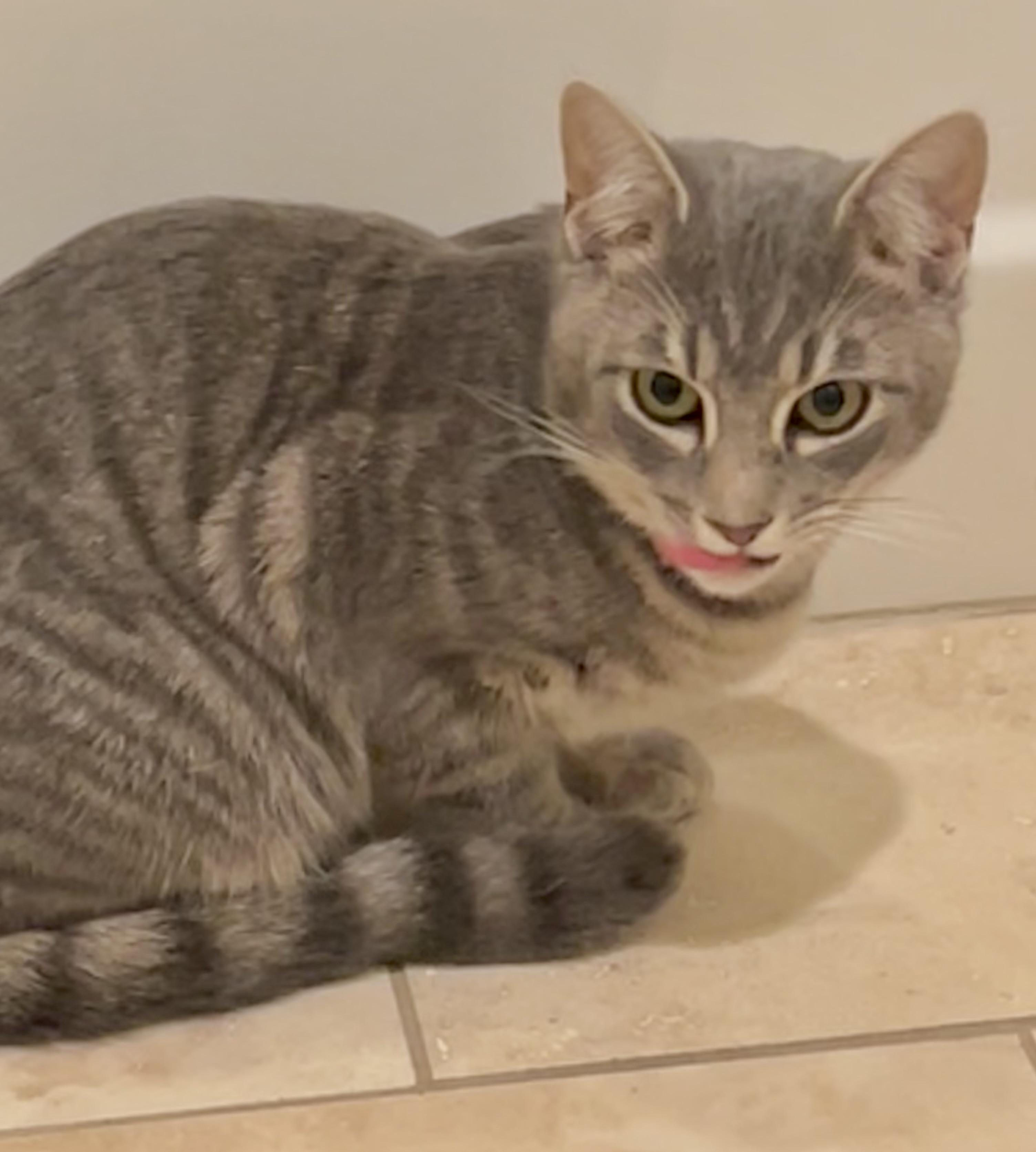 Enlarge Parker (snuggly silver fox), a Adoptable Domestic Short Hair in Houston, TX image 3/6