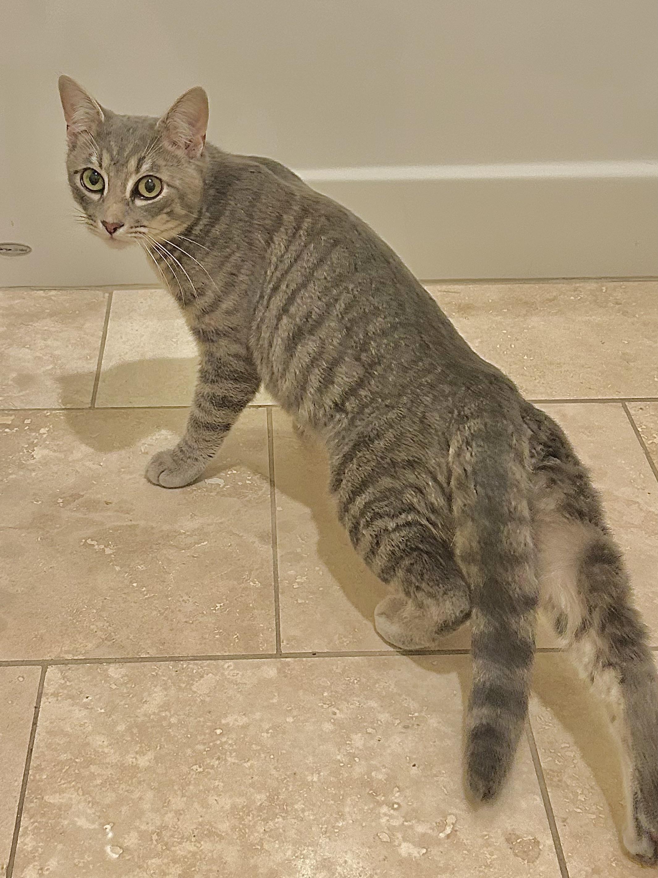 Enlarge Parker (snuggly silver fox), a Adoptable Domestic Short Hair in Houston, TX image 6/6