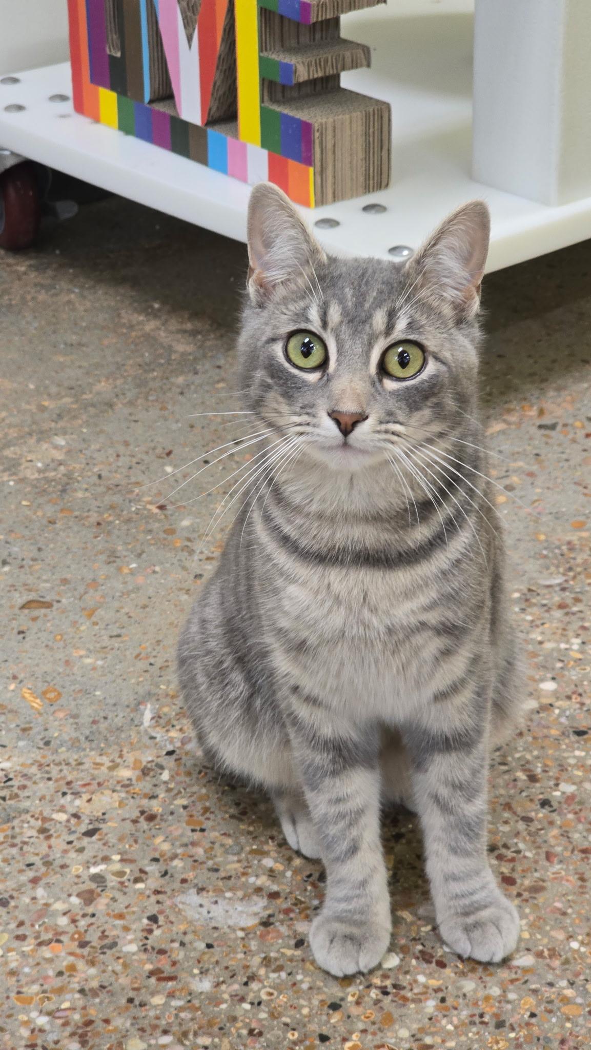 Parker (snuggly silver fox), Adoptable, Kitten Male Domestic Short Hair.