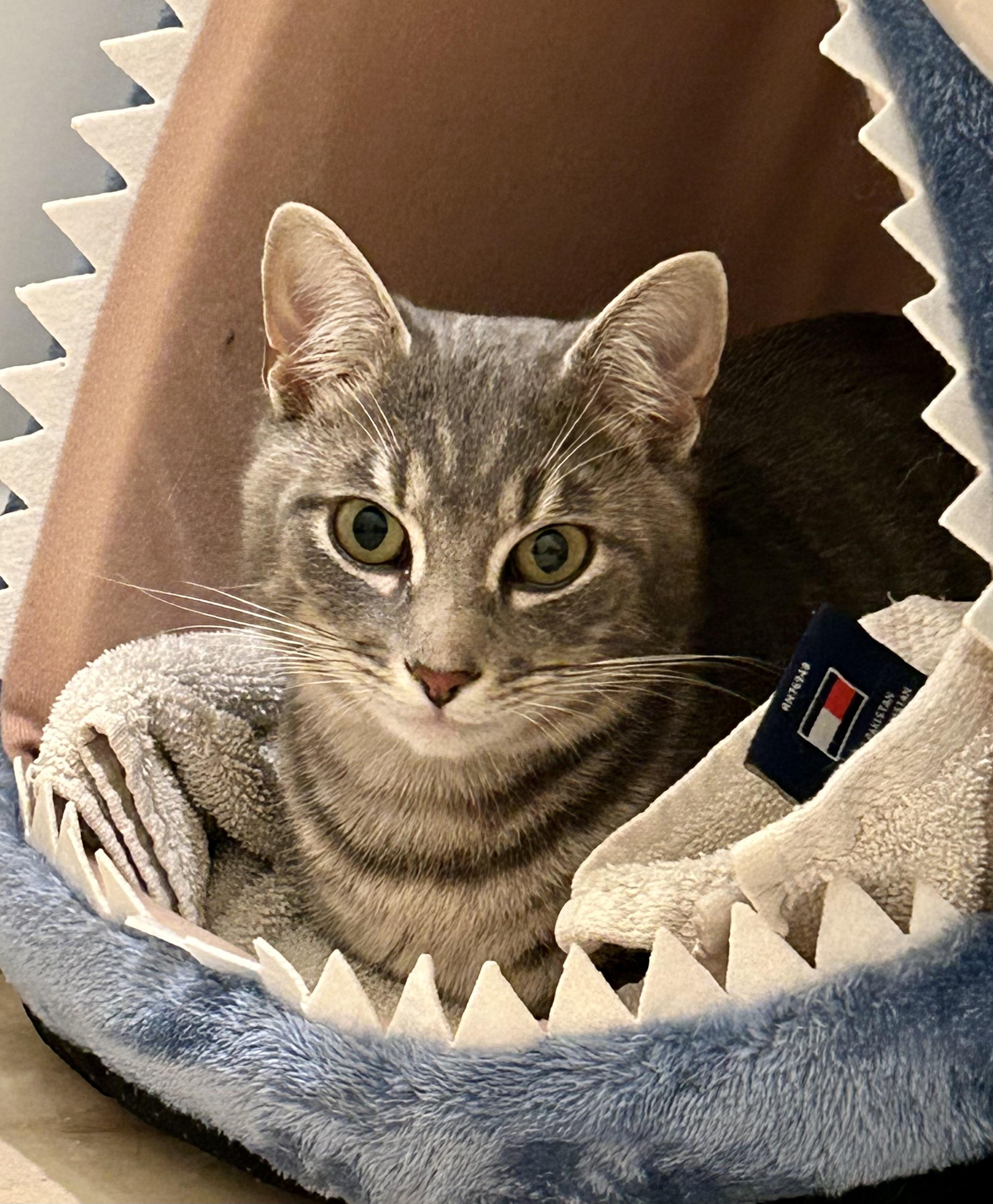 Enlarge Parker (snuggly silver fox), a Adoptable Domestic Short Hair in Houston, TX image 4/6