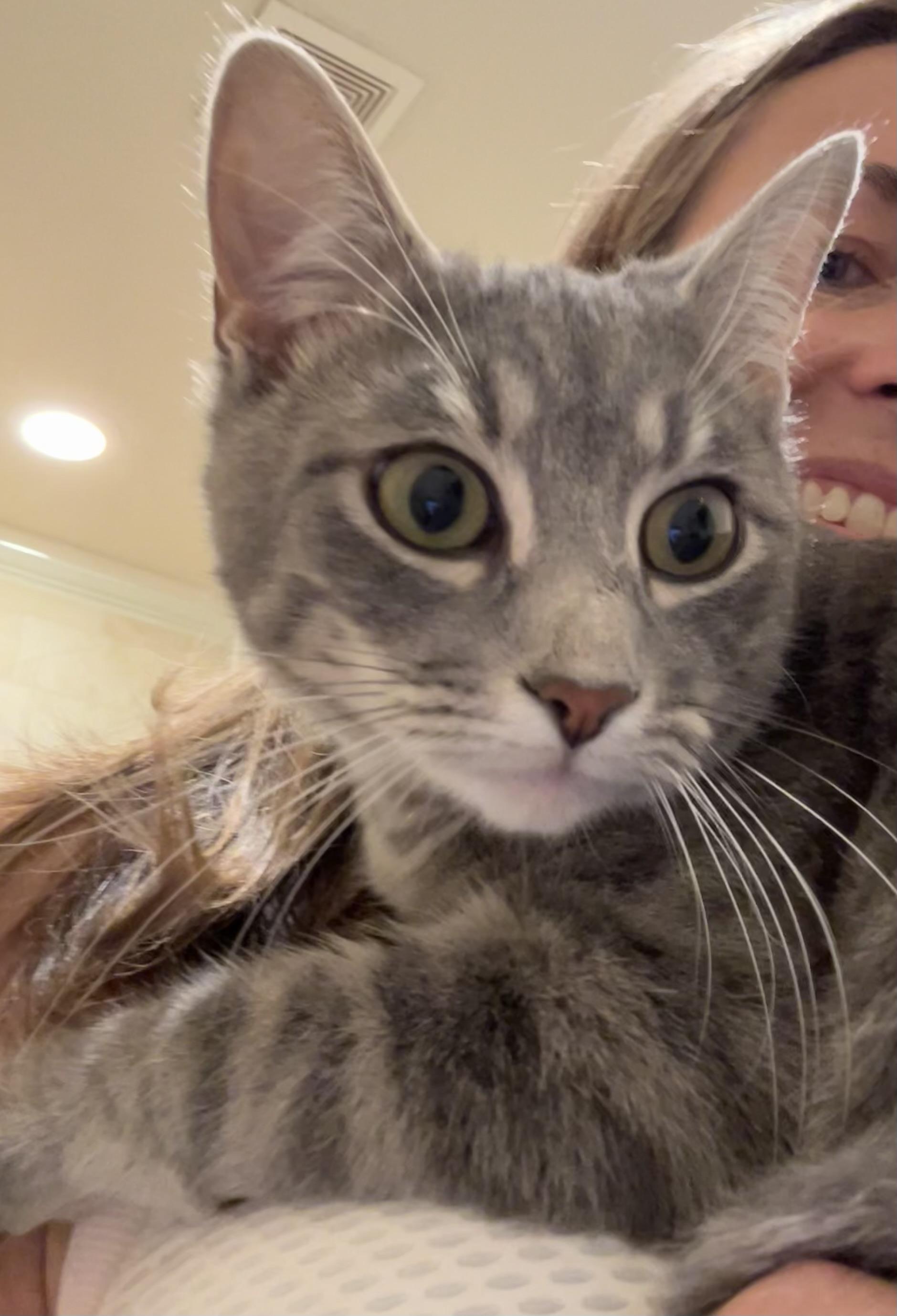 Enlarge Parker (snuggly silver fox), a Adoptable Domestic Short Hair in Houston, TX image 5/6