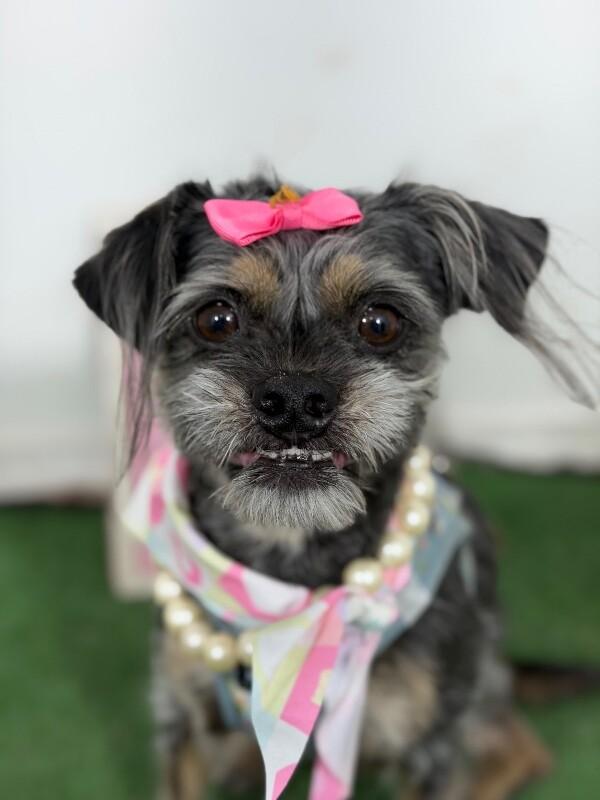 Miss Bianca-One of our Amazing Rescue Dogs photo