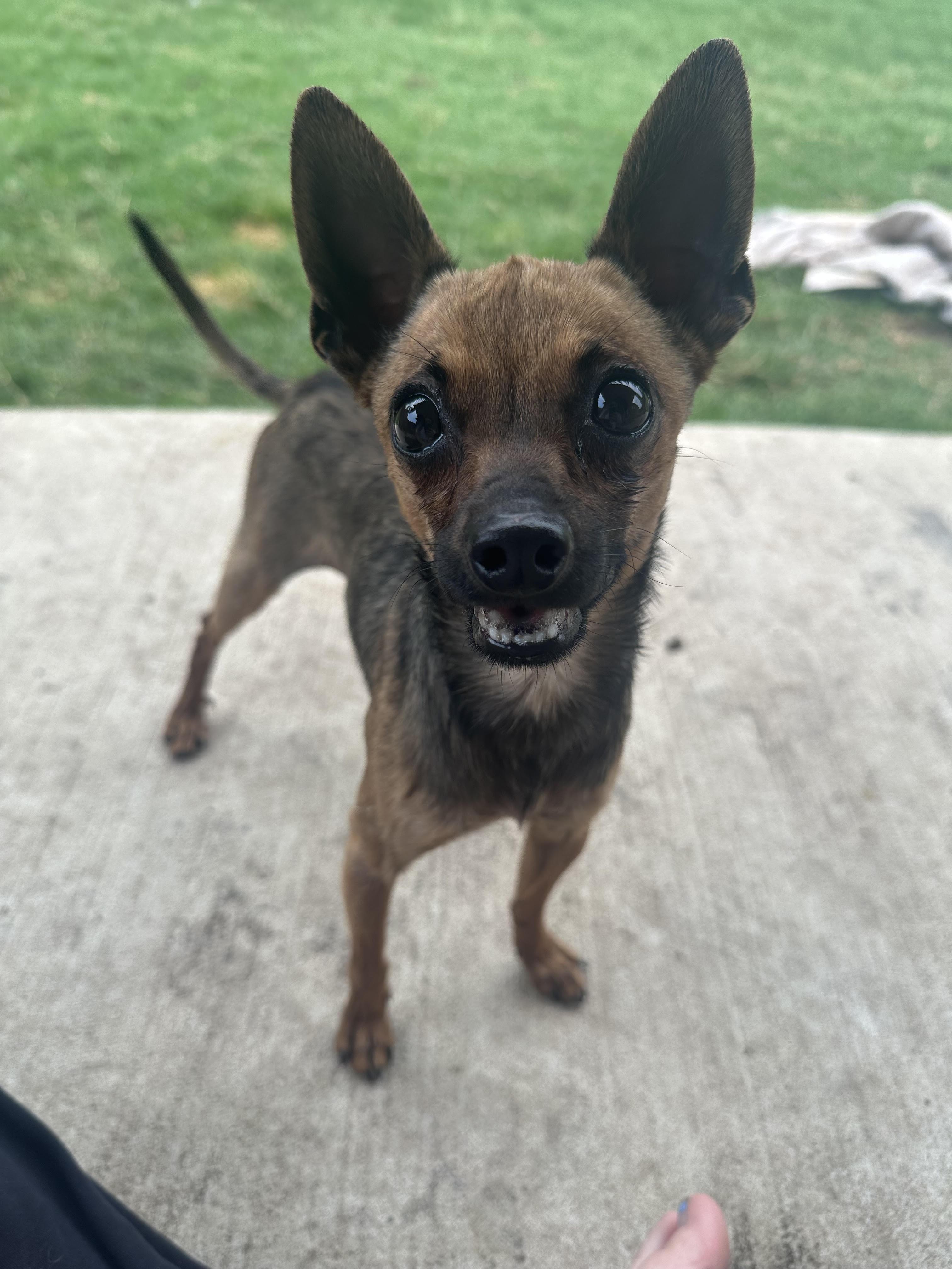 Ziggy, Adopted, Adult Male Chihuahua.