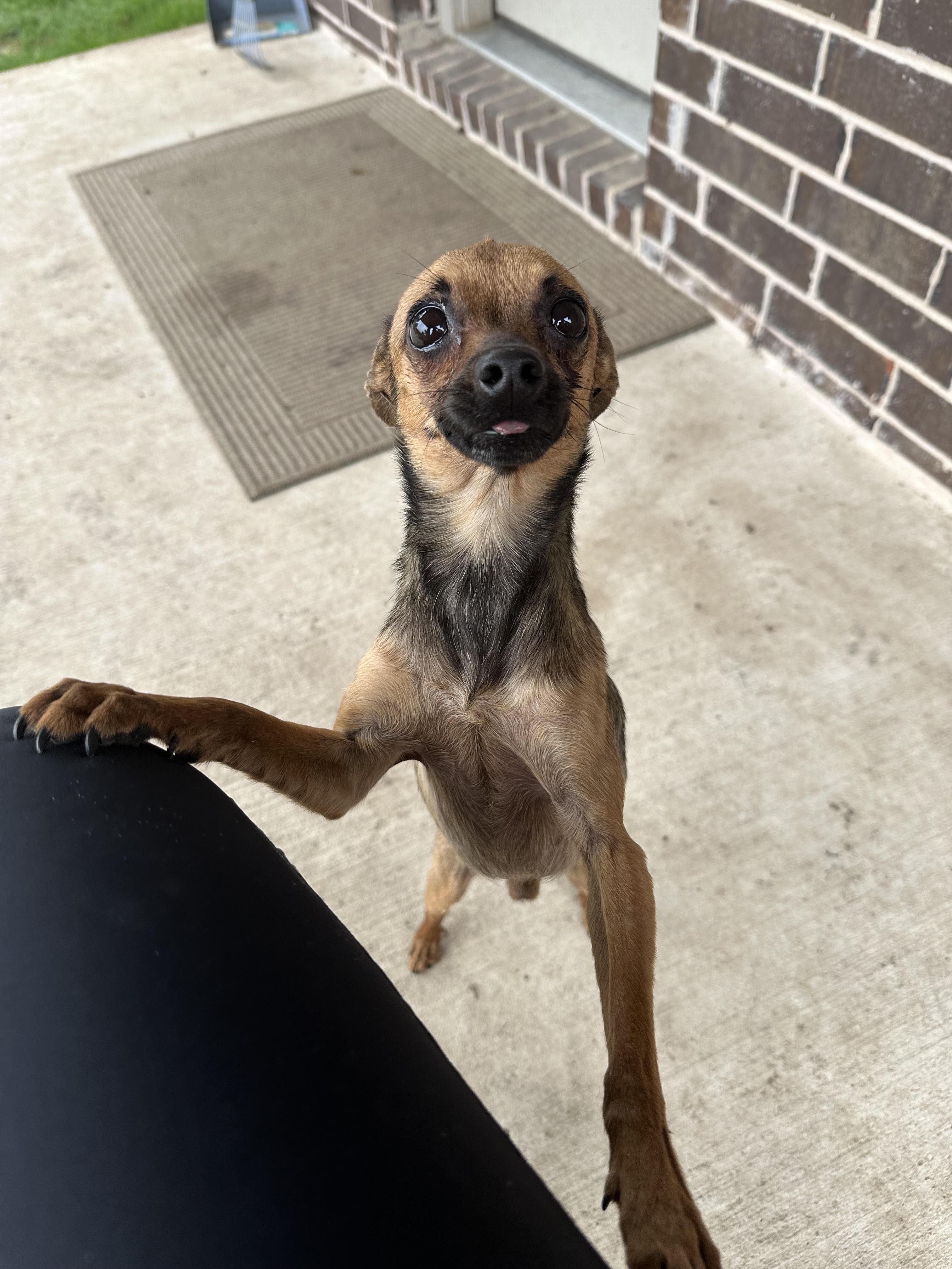 Ziggy, a Adopted mixed breed in Carrollton, TX image 2/3