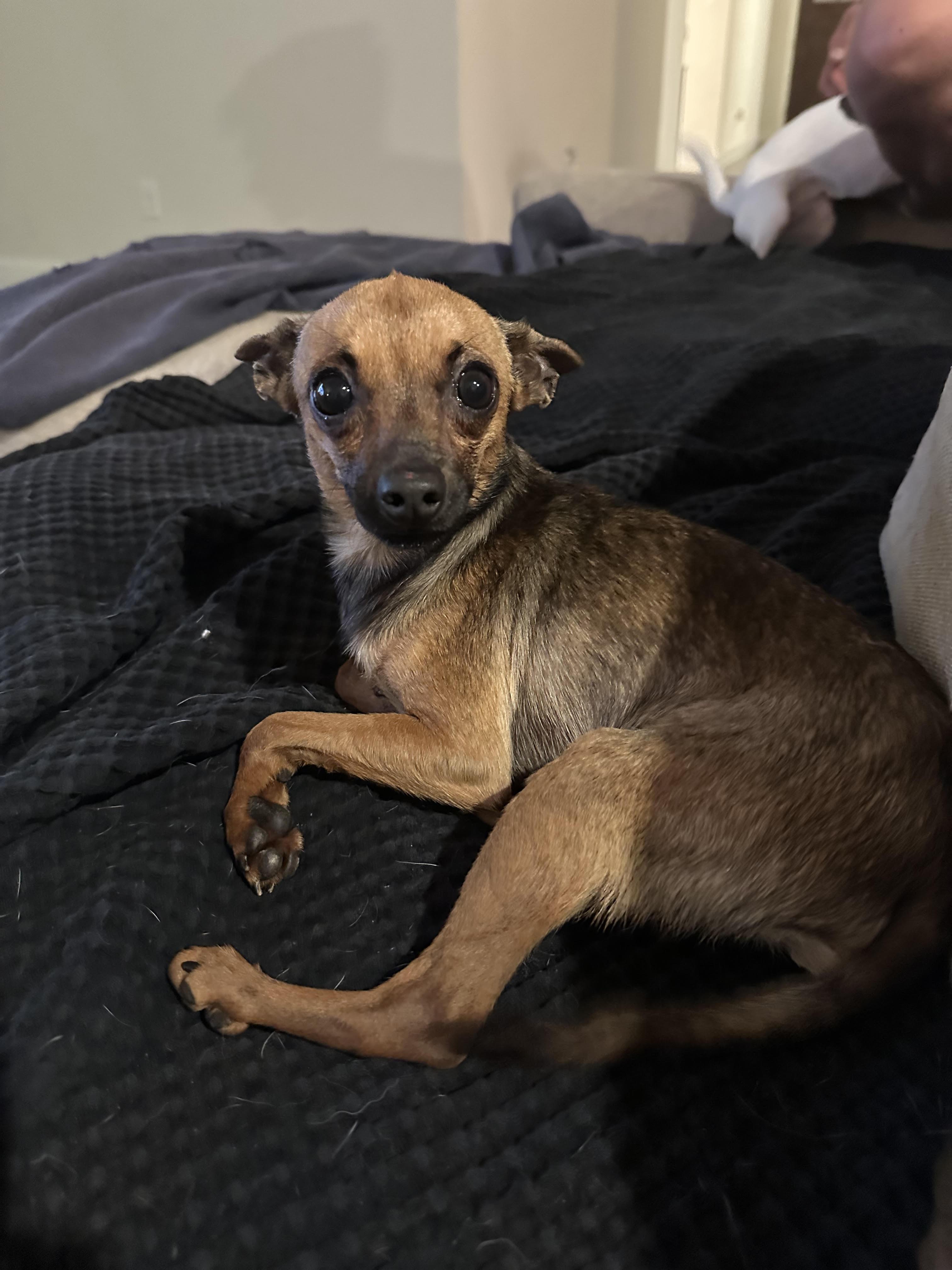 Ziggy, a Adopted mixed breed in Carrollton, TX image 3/3