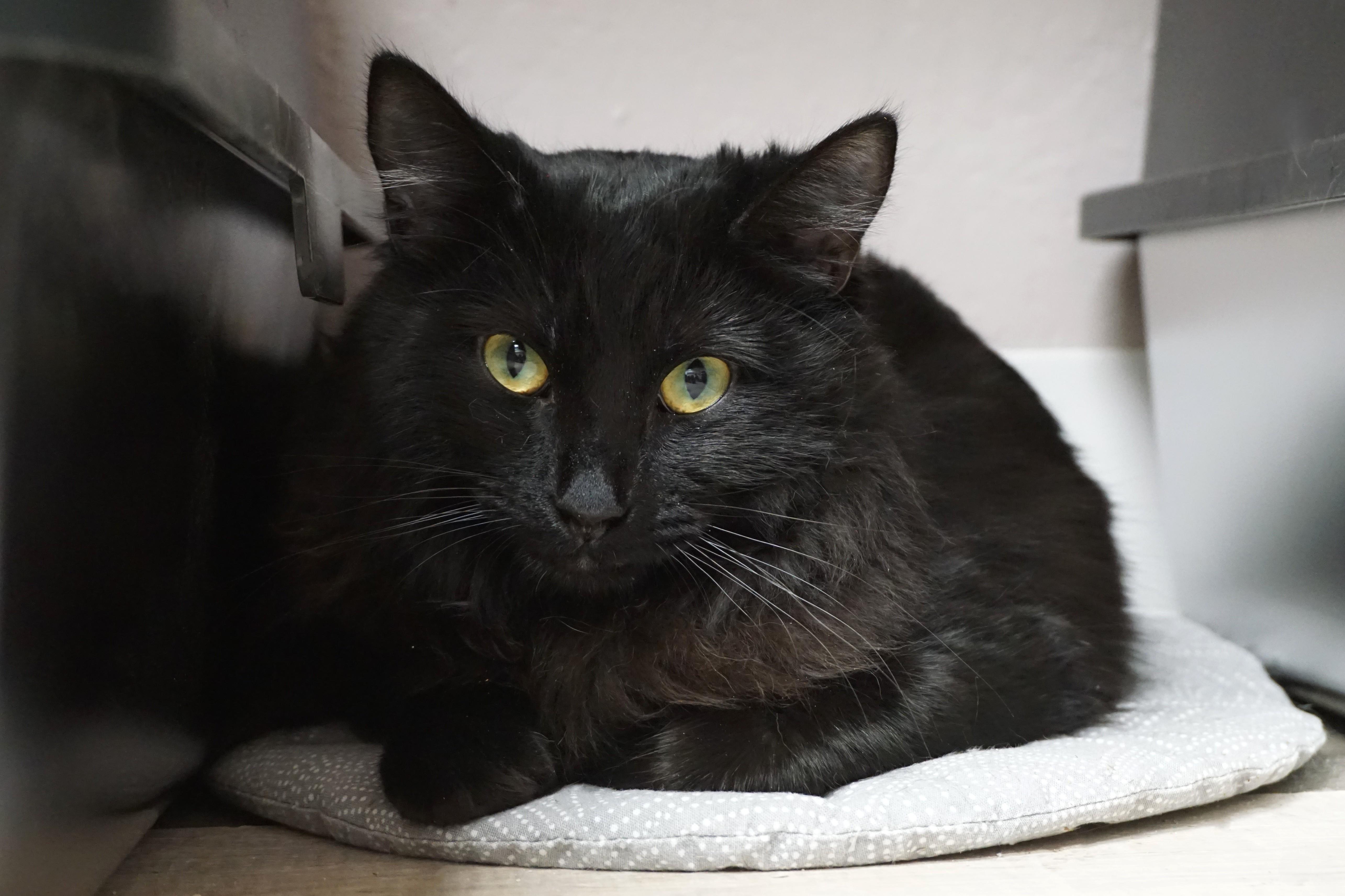 Enlarge Beckynator, an adopted Domestic Medium Hair in Fountain Hills, AZ image 1/3