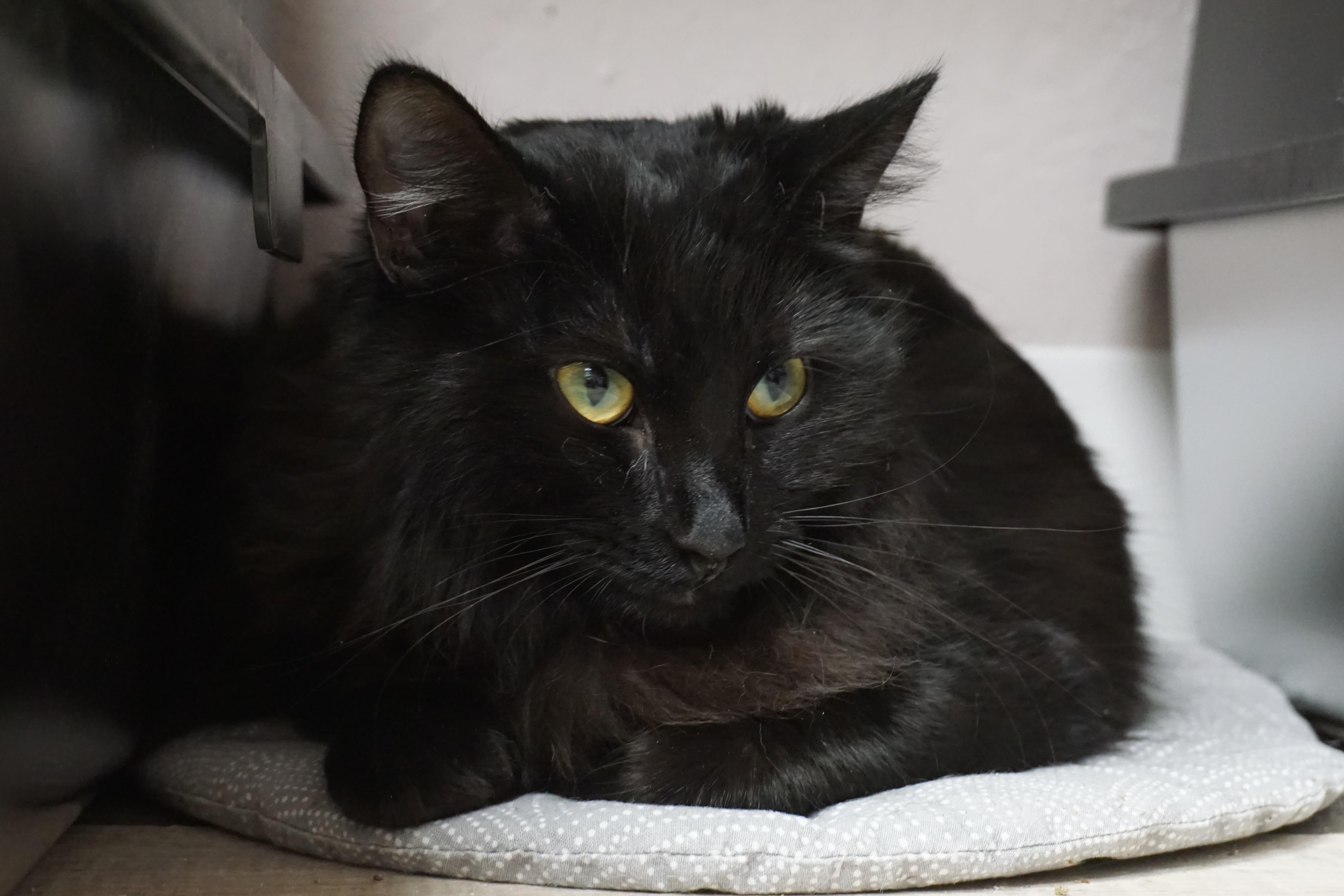 Enlarge Beckynator, an adopted Domestic Medium Hair in Fountain Hills, AZ image 3/3