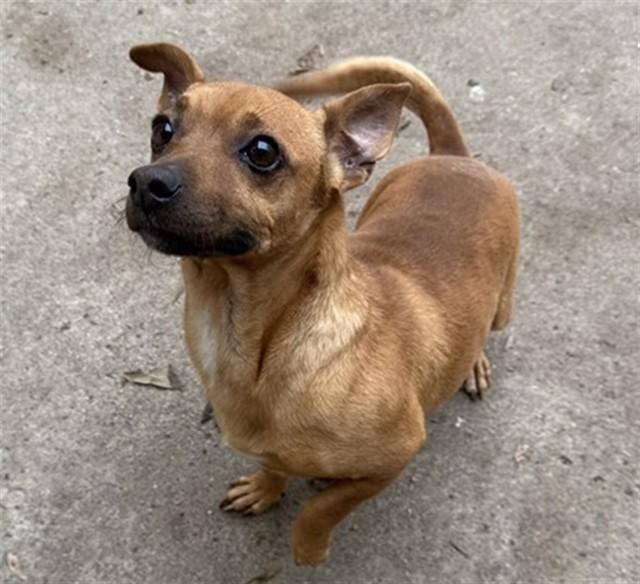 Enlarge DASH, a Adoptable mixed breed in Aurora, IL image 1/1