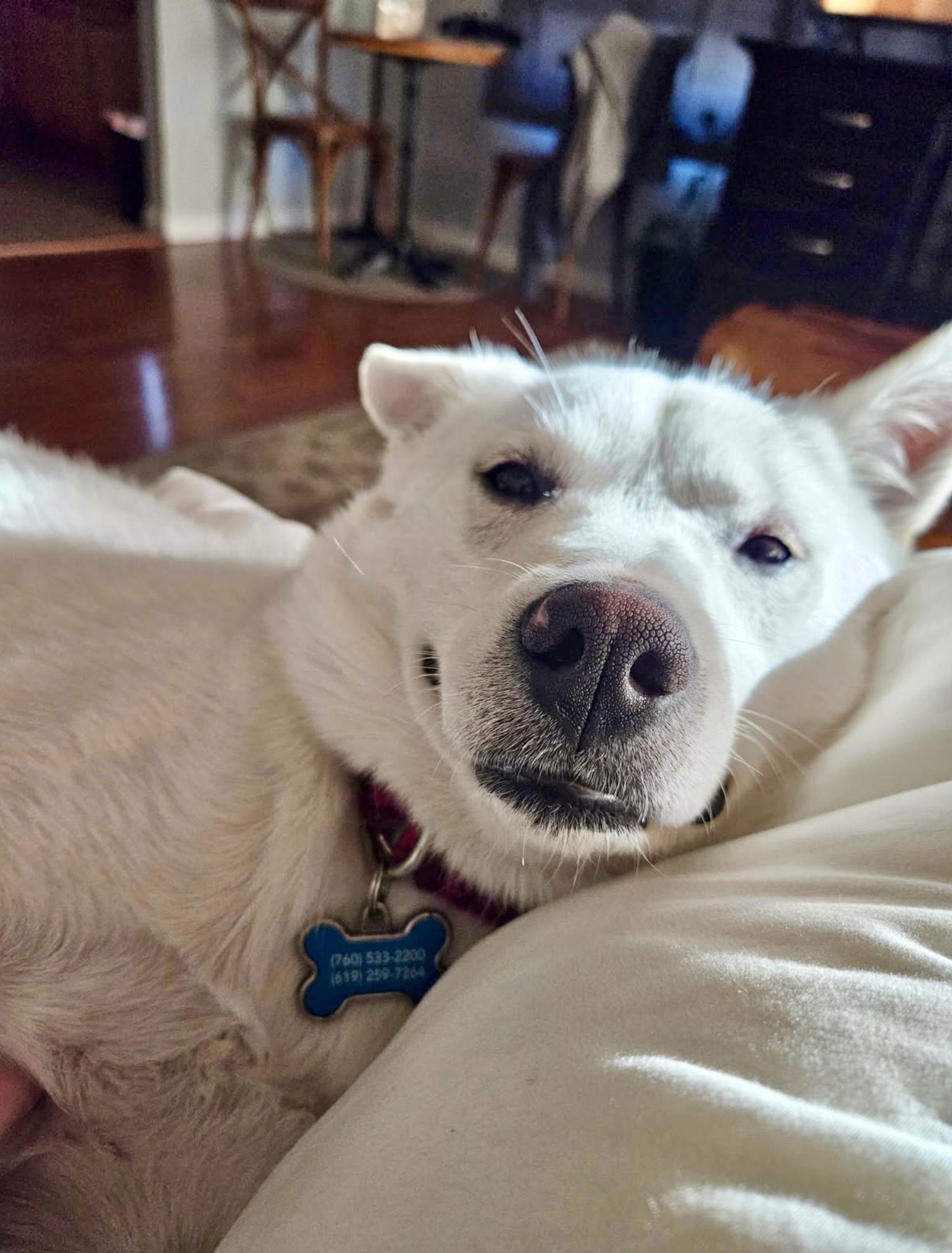 Enlarge Piper, a Adoptable Mixed Breed in San Diego, CA image 3/6