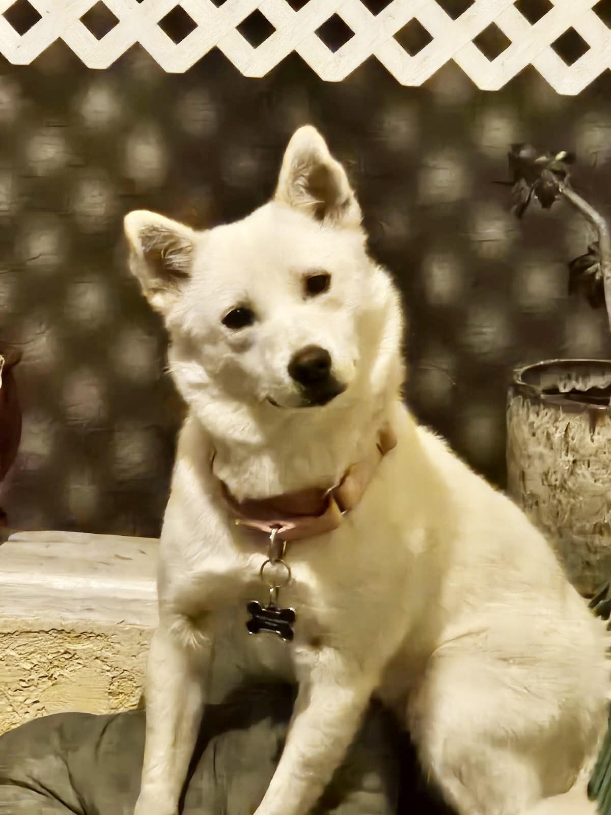 Enlarge Piper, a Adoptable mixed breed in San Diego, CA image 6/6