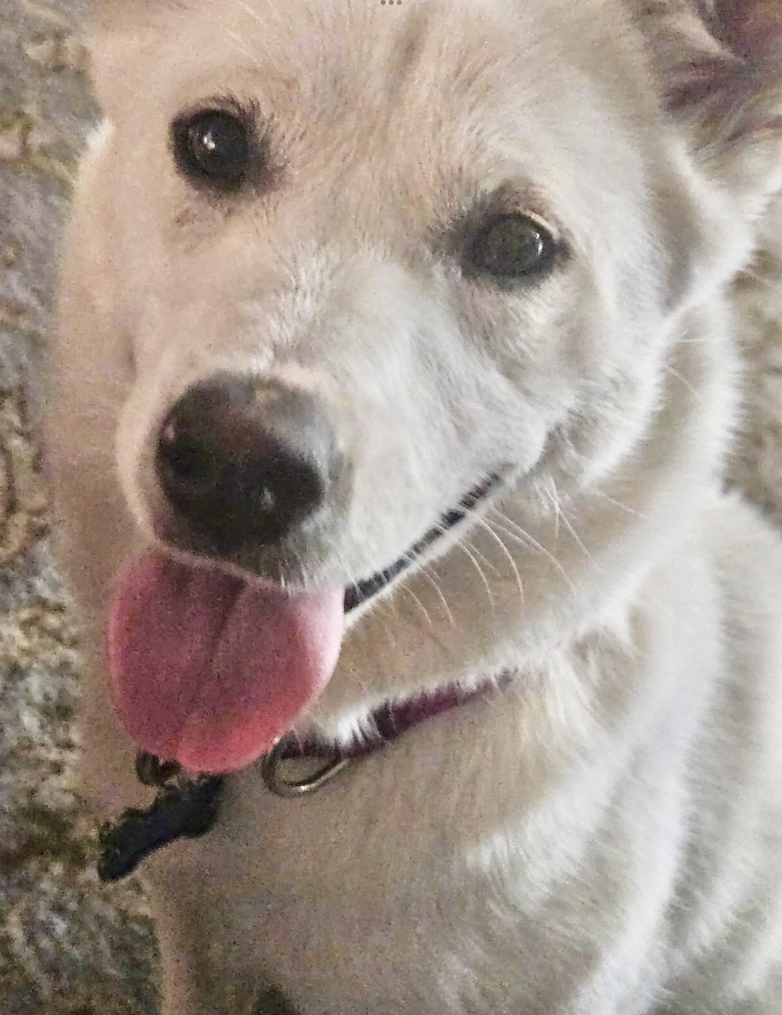 Enlarge Piper, a Adoptable Mixed Breed in San Diego, CA image 6/6