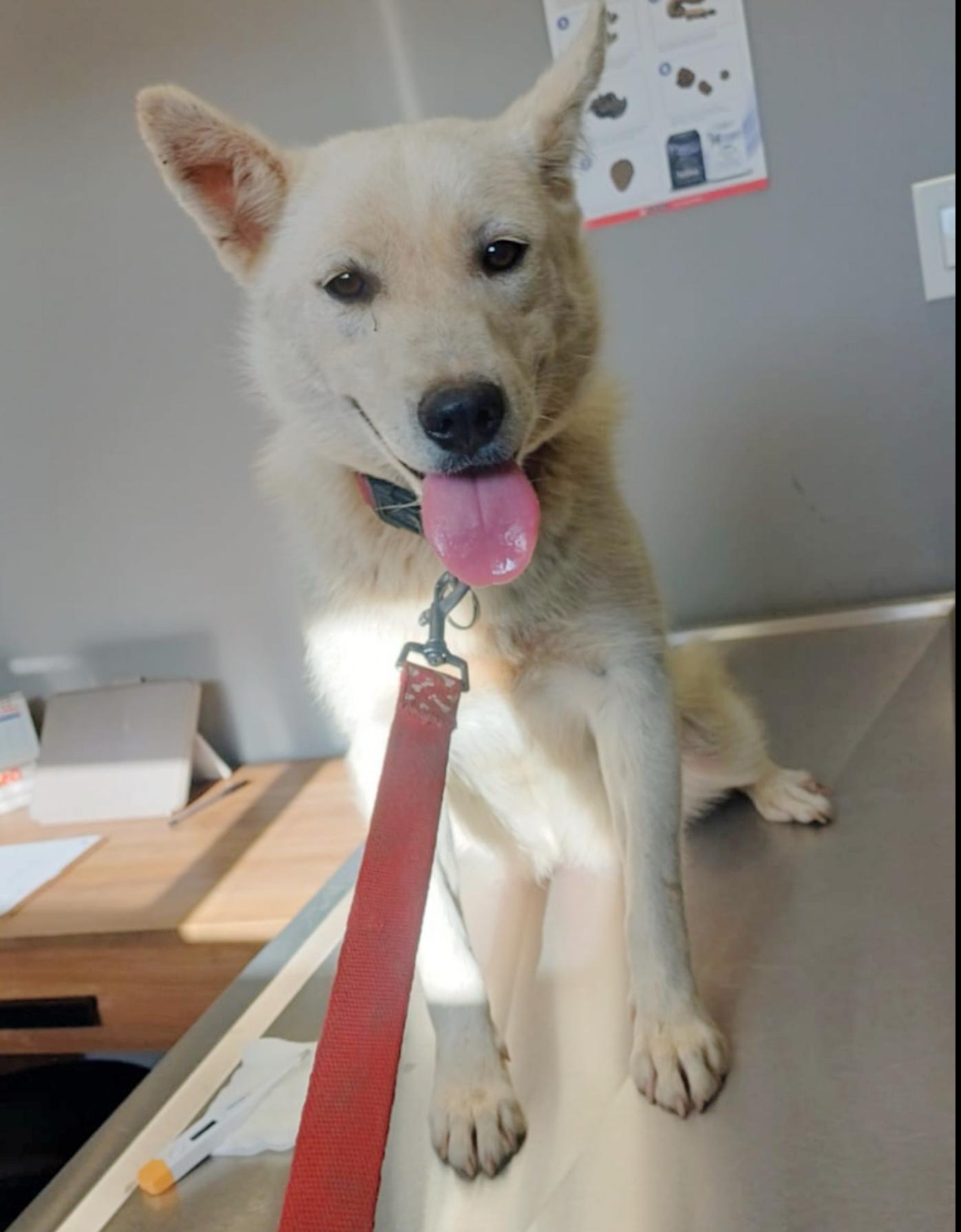 Enlarge Piper, a Adoptable Mixed Breed in San Diego, CA image 5/6